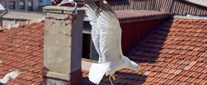 Residential Chimney Animal Removal Solution in Medford, OR