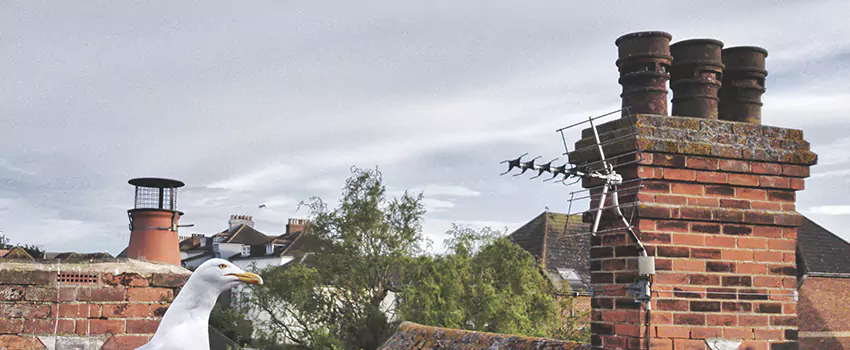 Chimney Cleaning And Restoration in Medford, Oregon